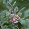 UnripeBlueberries-LucyBradley