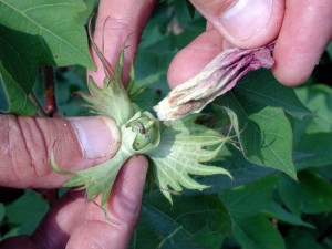 Cover photo for Bollworms in Bt Cotton