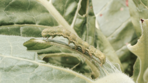 Cover photo for Tobacco Insect Scouting Report, July 10 2015