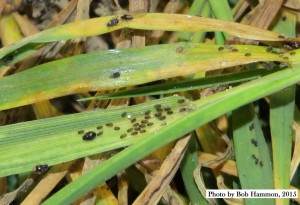 Cover photo for New Invasive Aphid Pest of Wheat Now in South Carolina