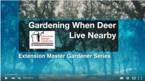 Cover photo for Video: Gardening When Deer Live Nearby