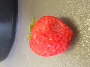 Cover photo for Pest Alert: Drosophila Damage Observed in South Carolina Strawberries