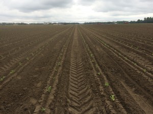 Cover photo for From the Field-Agronomy Notes