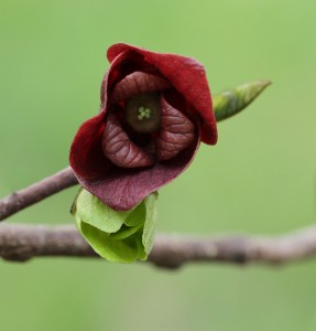 Cover photo for Spring Blooms in the Pawpaw Orchard