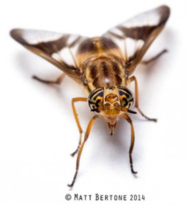 Adult deer flies are yellow with dark stripes.