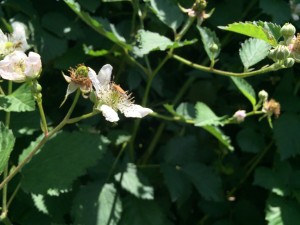 Cover photo for Spotted Wing Drosophila Monitoring Report July 1, 2016