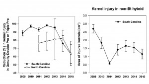 Cover photo for Earworms/Bollworms in Bt Corn