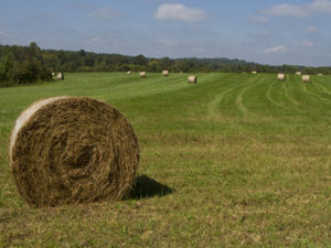 Chatham County hayfield.