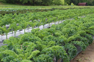 Cover photo for FSMA for Small Farms: Six Steps to Safe Food and Legal Sales Workshop in Alexander County