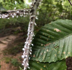 Beech blight aphids (Grylloprociphilus imbricator) on a beech twig. Photo:SD Frank