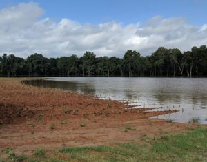 Flooded tobacco field