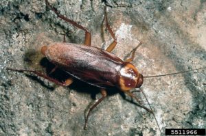 American cockroach