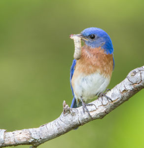 Bluebird with grub.