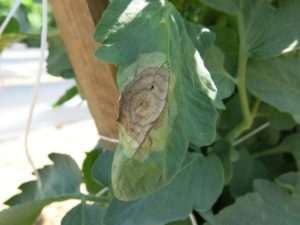 Cover photo for Tomato Late Blight