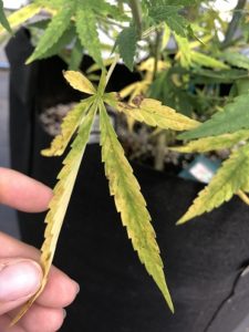 Cover photo for Greenhouse Media for Growing Hemp Cuttings