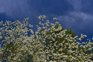 Native dogwood trees.