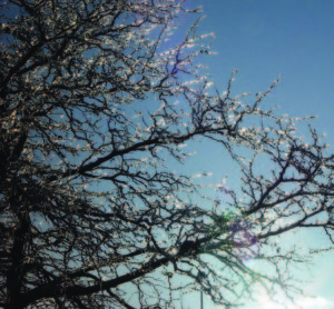 Cover photo for Tips & Tasks: Winterize your trees