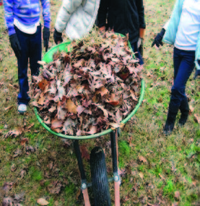 Wheelbarrow with leaves