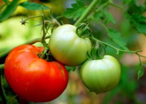 tomato fruit ripening on the vine