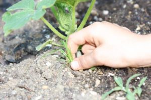 Weeding the garden