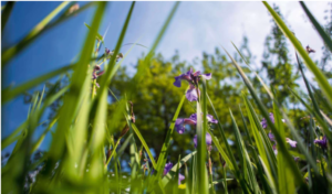 irises