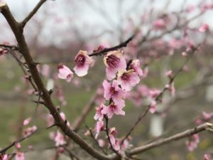 Tree bloom