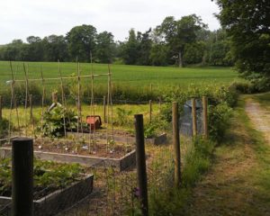 Cover photo for Food Safety in the Home Garden
