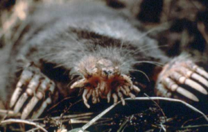 Star nosed mole