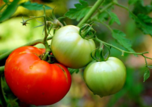 tomato plant