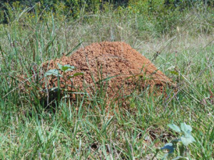 fire ants