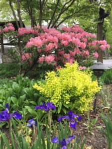 Rhododendron and Iris in bloom.