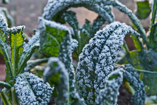 frost on garden plants