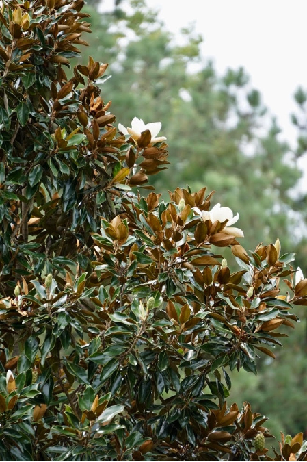 dwarf southern magnolia