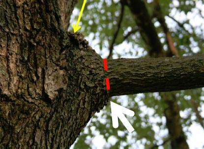 To permanently remove, prune woody tree and shrub branches at the collar.