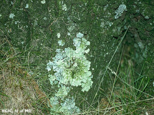 lichen