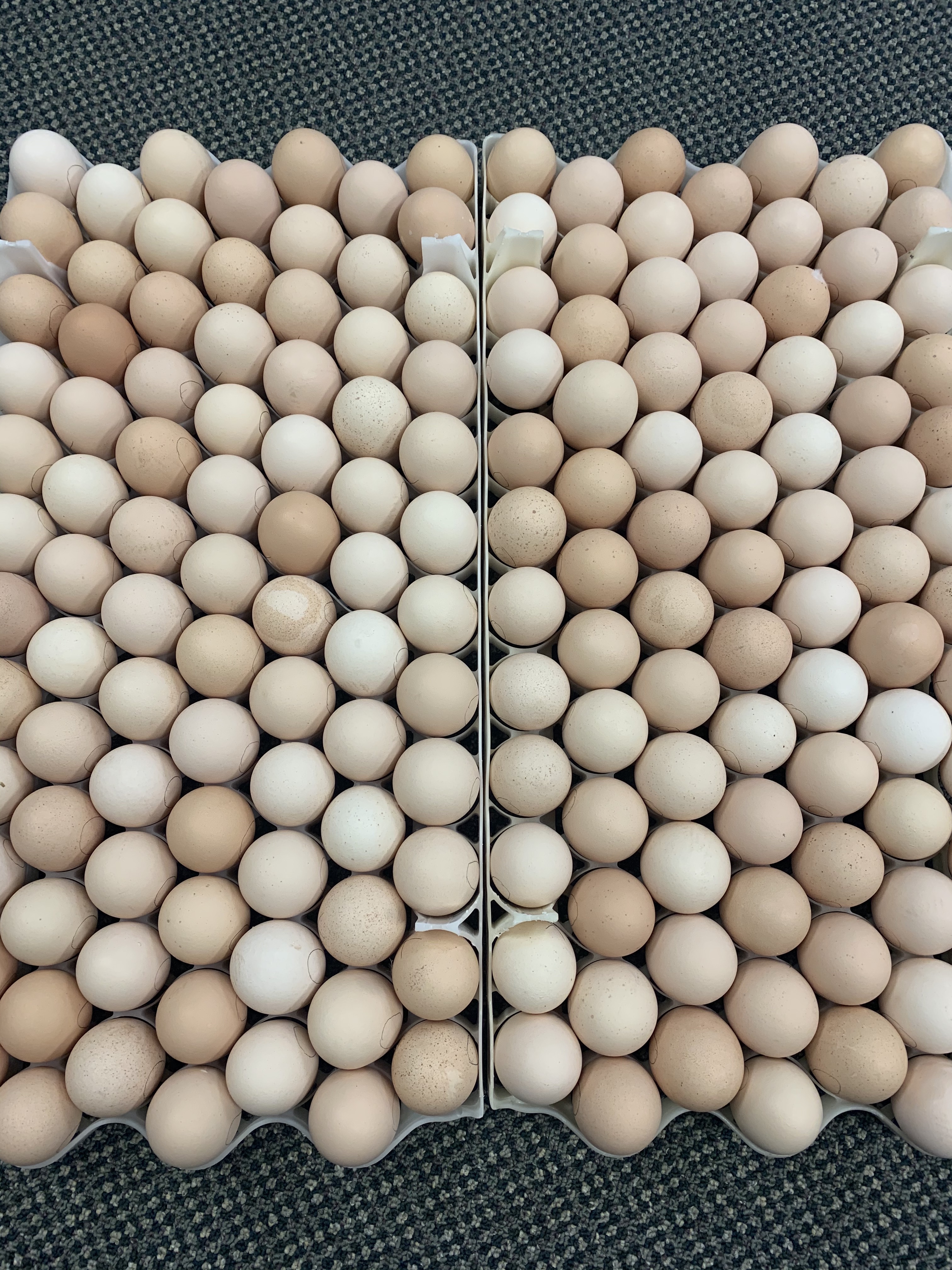 eggs