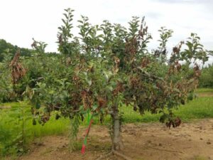 Fire blight tree