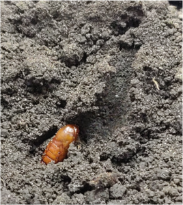 corn earworm pupae in a cutout layer of soil. Pupal chamber is also visible