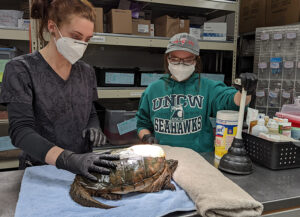 Cover photo for NC State University's Turtle Rescue Team Cares for Injured or Sick Native Herps