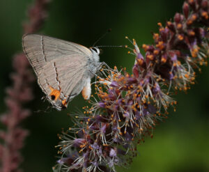 Cover photo for Late Spring 2022 Snapshots From Extension’s Pollinator Paradise Garden