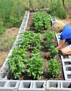 A woman weeds a plant bed that is surrounded by cinderblocks. 