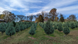 Field of Carolina Sapphire trees