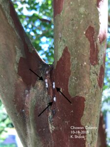 Crape Myrtle Bark Scale, white dots highlighted with arrows on a crape myrtle.