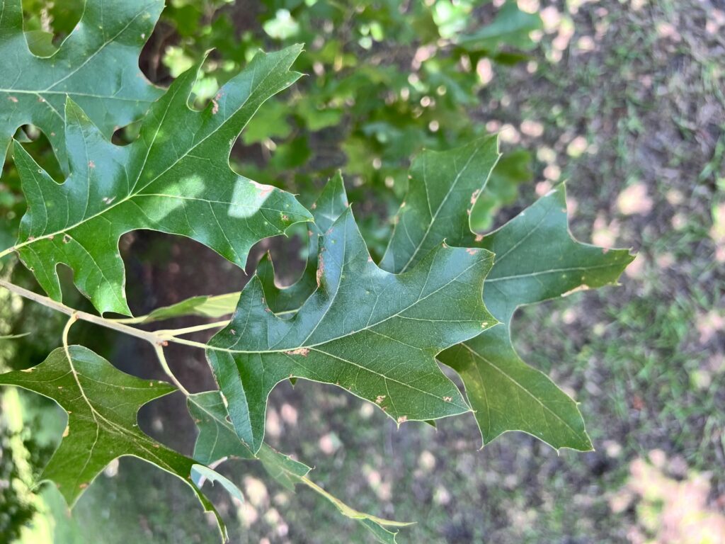 Nuttall Oak foliage