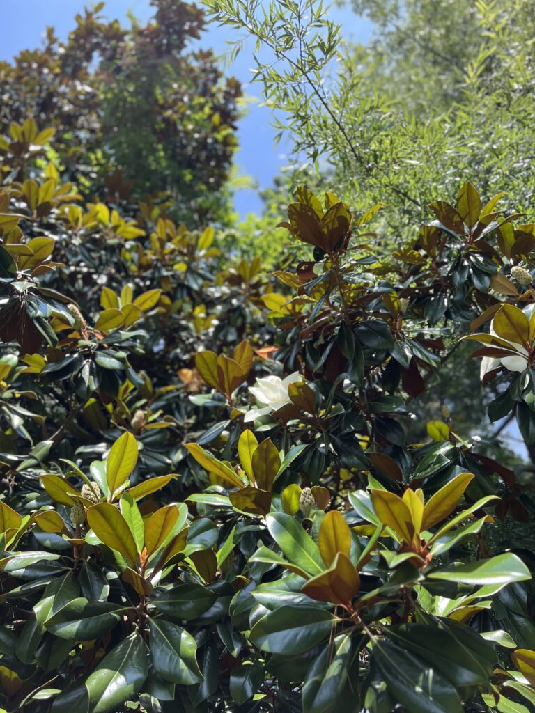 Southern Magnolia foliage and flowers