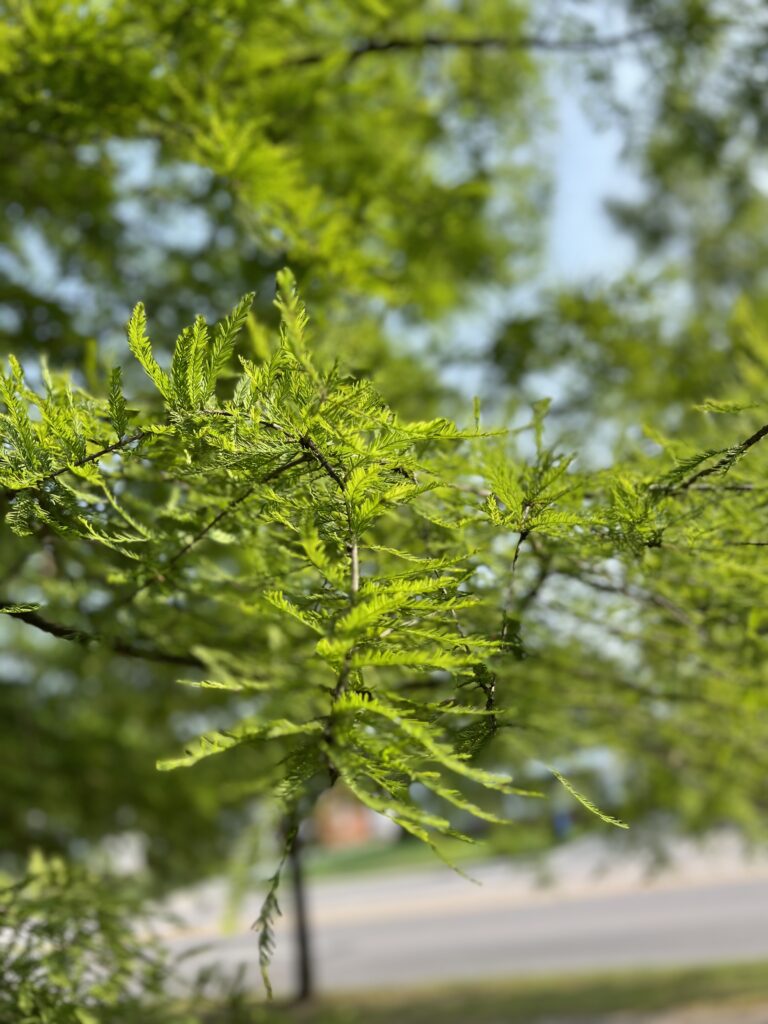 Bald Cypress foliage