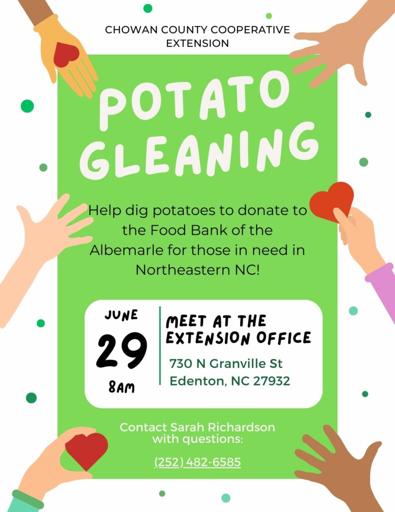 Potato gleaning, Help dig potatoes to donate to the Food Bank of Albemarle those in need in North-Eastern NC!