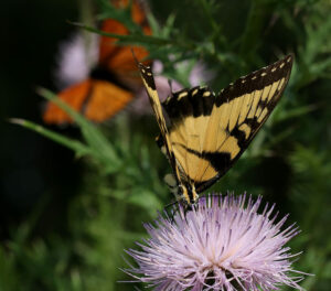 Eastern tiger swallowtail with monarch nectaring on native field thistle