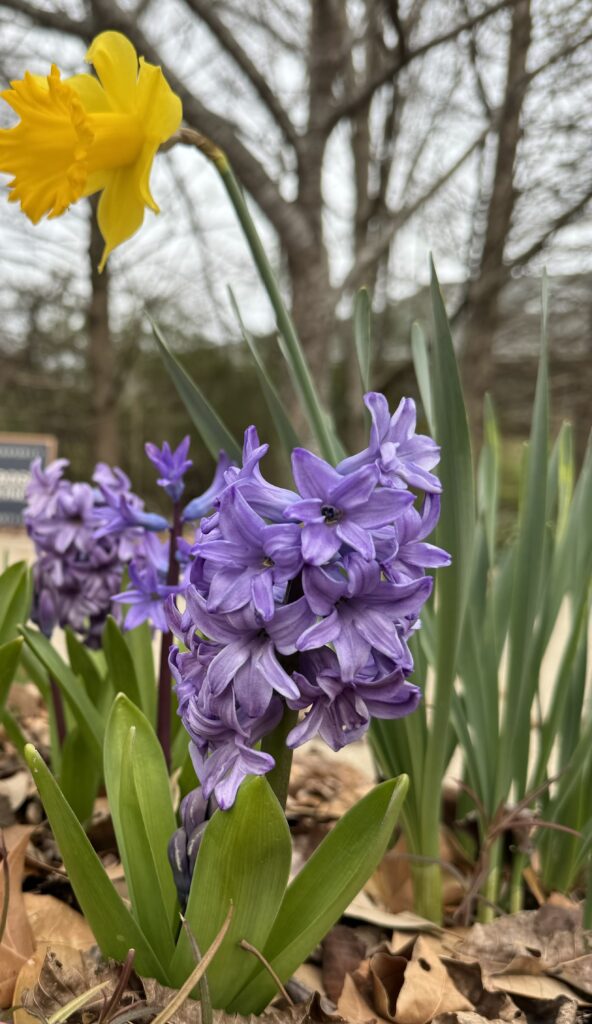 Hyacinth and Daffodil in pollinator garden 