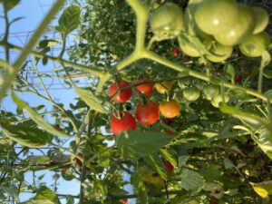 Cherry tomatoes on plant
